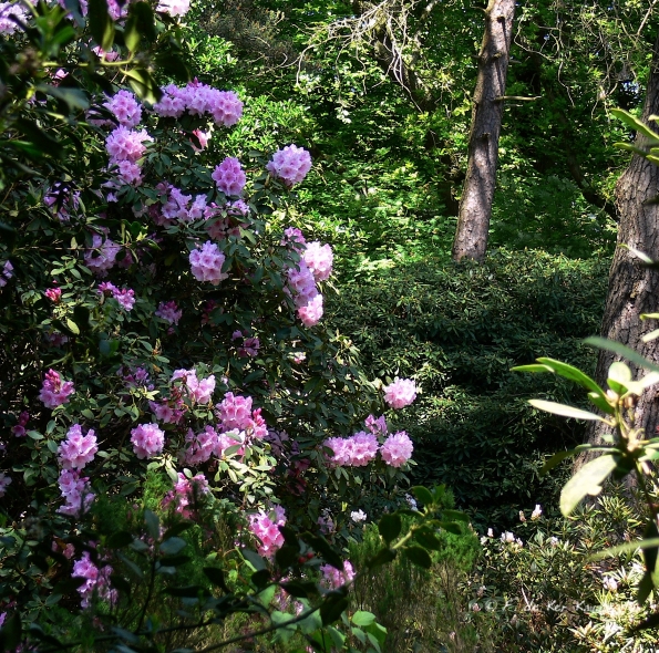 Bois des Moutiers (299) Mai 2012